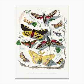 Moths and butterflies Canvas Print