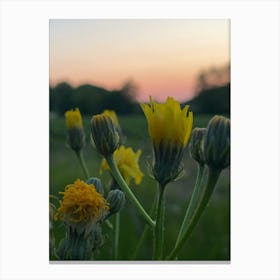 Sunset With Yellow Flowers Canvas Print