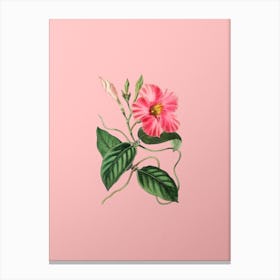 Vintage Knob Jointed Dipladenia Flower Botanical on Soft Pink n.0967 Canvas Print