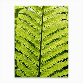 Details of a bright green fern leaf Canvas Print