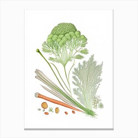 Celery Seed Spices And Herbs Pencil Illustration 1 Canvas Print