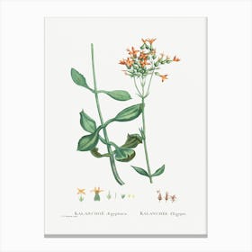 Kalanchoe Aegyptiaca, Pierre Joseph Redoute Canvas Print