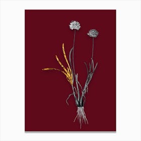 Vintage Allium Carolinianum Black and White Gold Leaf Floral Art on Burgundy Red n.0839 Canvas Print