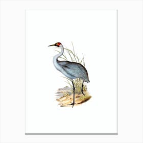Abrxp Vintage Australian Crane Bird Illustration On Pure White N Canvas Print