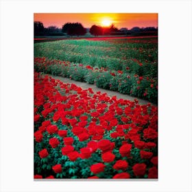 Sunset In A Field Of Roses Canvas Print