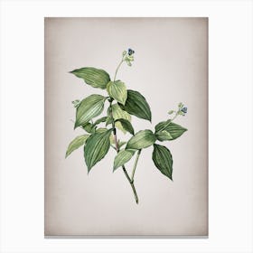 Vintage Tradescantia Erecta Botanical on Parchment Canvas Print