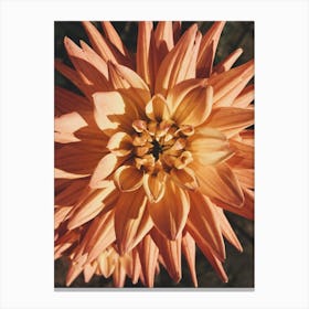 Dahlia Canvas Print