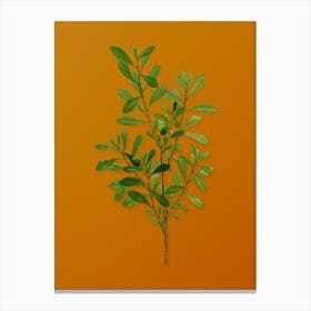 Vintage Bog Myrtle Botanical on Sunset Orange n.0900 Canvas Print