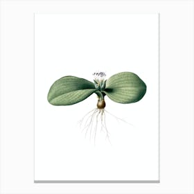 Vintage Massonia Pustulata Botanical Illustration on Pure White n.0961 Canvas Print