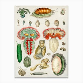 Collection Of Various Animal With Tentacles, Oliver Goldsmith Canvas Print