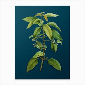Vintage Chilean Wineberry Branch Botanical Art on Teal Blue n.0196 Canvas Print