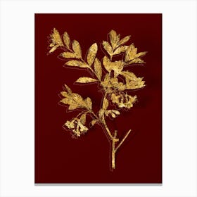 Vintage White Honeysuckle Plant Botanical in Gold on Red Canvas Print