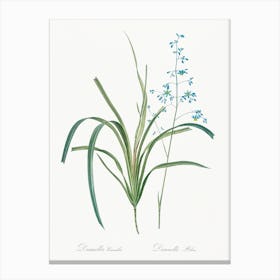 Blueberry Lily, Pierre Joseph Redoute Canvas Print