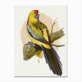 Australian Parrot Canvas Print