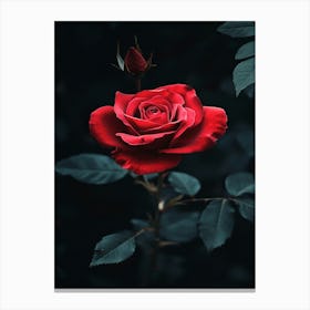 Dark Rose 11 Canvas Print