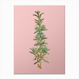 Vintage Rosemary Botanical on Soft Pink n.0909 Canvas Print