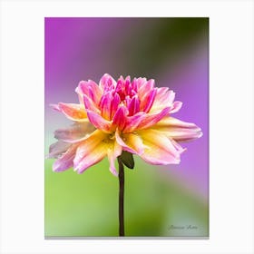 Dahlia - photography Canvas Print