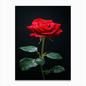 Red Rose On Black Background 66 Canvas Print