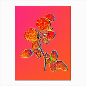 Neon Red Cabbage Rose in Bloom Botanical in Hot Pink and Electric Blue n.0410 Canvas Print