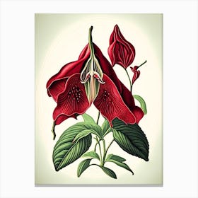 Red Trillium Wildflower Vintage Botanical Canvas Print
