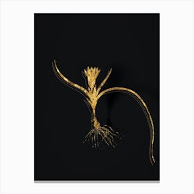 Vintage Ixia Recurva Botanical in Gold on Black n.0216 Canvas Print