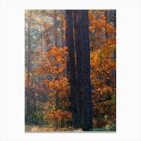 Autumn In The Forest Canvas Print