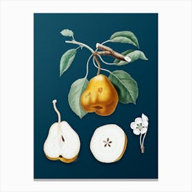 Vintage Pear Botanical Art on Teal Blue n.0055 Canvas Print