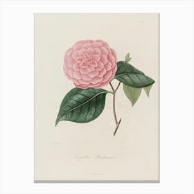 Camellia 9 Canvas Print