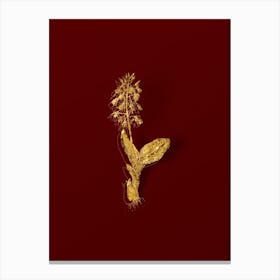 Vintage Brown Widelip Orchid Botanical in Gold on Red n.0363 Canvas Print