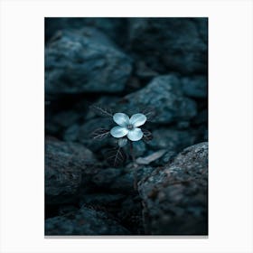 Flower On The Rocks 2 Canvas Print