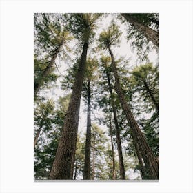 Towering Trees Canvas Print