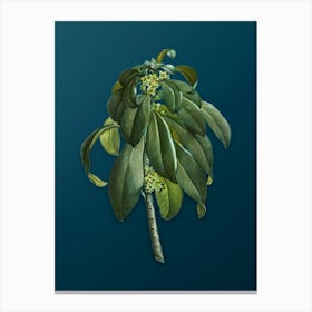 Vintage Spurge Laurel Weeds Botanical Art on Teal Blue n.0216 Canvas Print