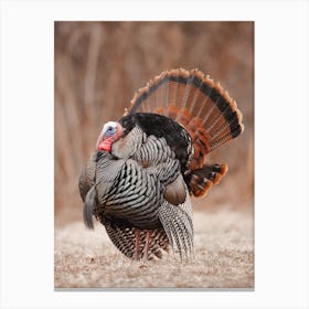 Autumn Turkey Canvas Print