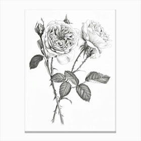 Roses Sketch 56 Canvas Print