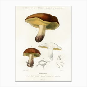 Mushroom (Boletus Circinans), Charles Dessalines D' Orbigny Canvas Print