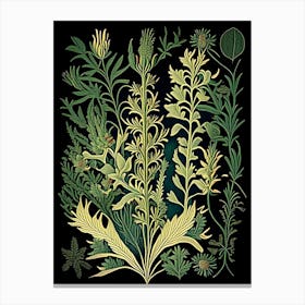 Astragalus Herb Vintage Botanical Canvas Print