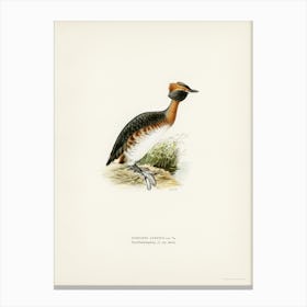 Horned Grebe In Spring, The Von Wright Brothers Canvas Print