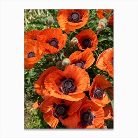 Orange-red poppies blooming in the meadow Canvas Print