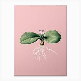 Vintage Massonia Pustulata Botanical on Soft Pink Canvas Print