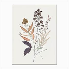 Boneset Spices And Herbs Minimal Line Drawing 1 Canvas Print
