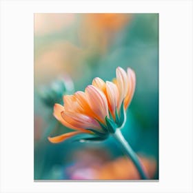 Chrysanthemum Canvas Print