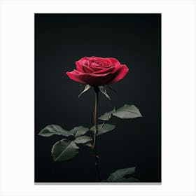 Red Rose On Black Background 36 Canvas Print