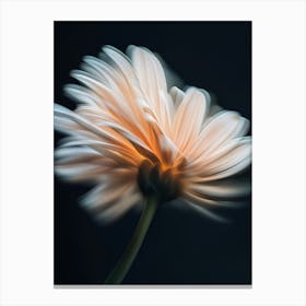 Gerbera Daisy Canvas Print