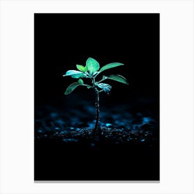 Green Plant In The Dark 1 Canvas Print