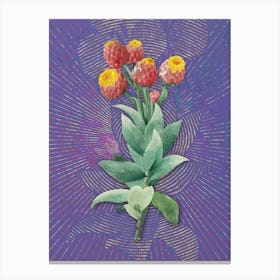 Vintage Cudweeds Botanical Illustration on Veri Peri Canvas Print