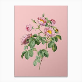 Vintage Tomentose Rose Botanical on Soft Pink n.0357 Canvas Print