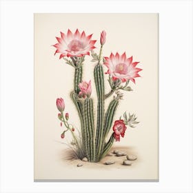 Vintage Cactus Illustration Chamaecereus Silvestrii 1 Canvas Print