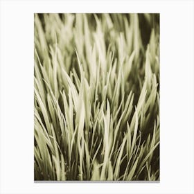 Grass Patch Canvas Print