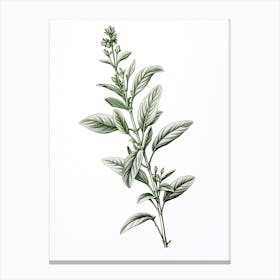 Stevia Vintage Botanical Herbs 0 Canvas Print