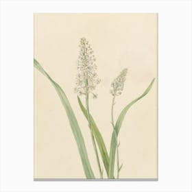 Hyacinth 1 Canvas Print